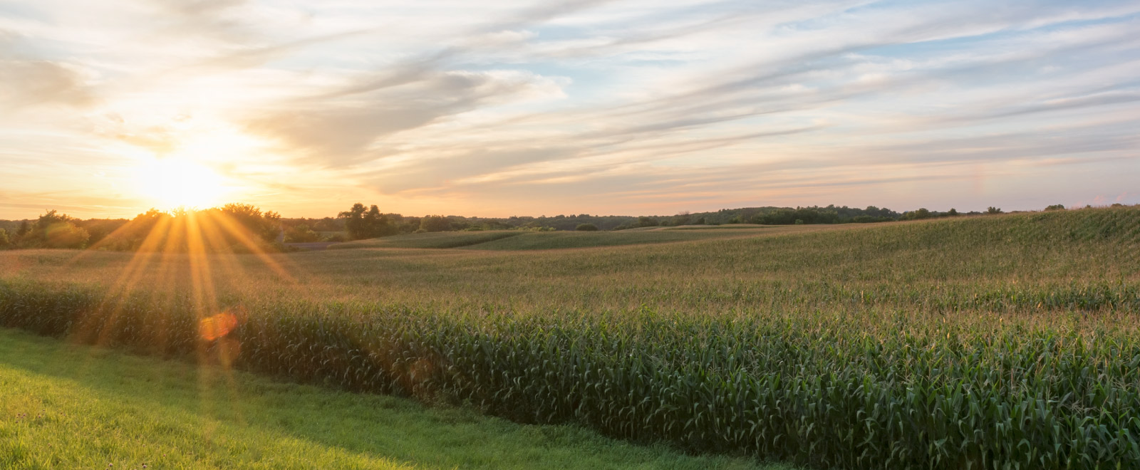 an evening sunset overlooking a corn field