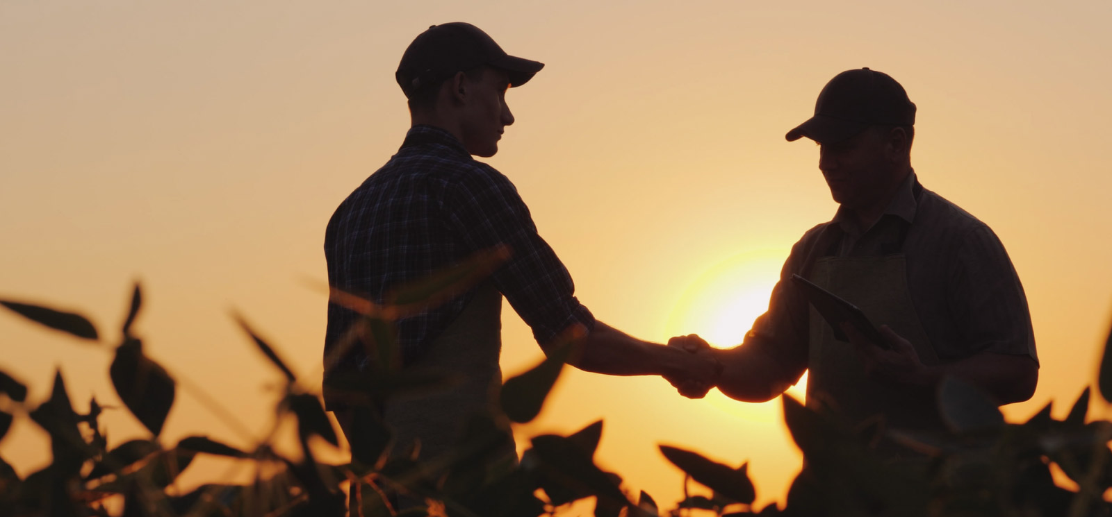 two farmers greeting one another in a corn field.