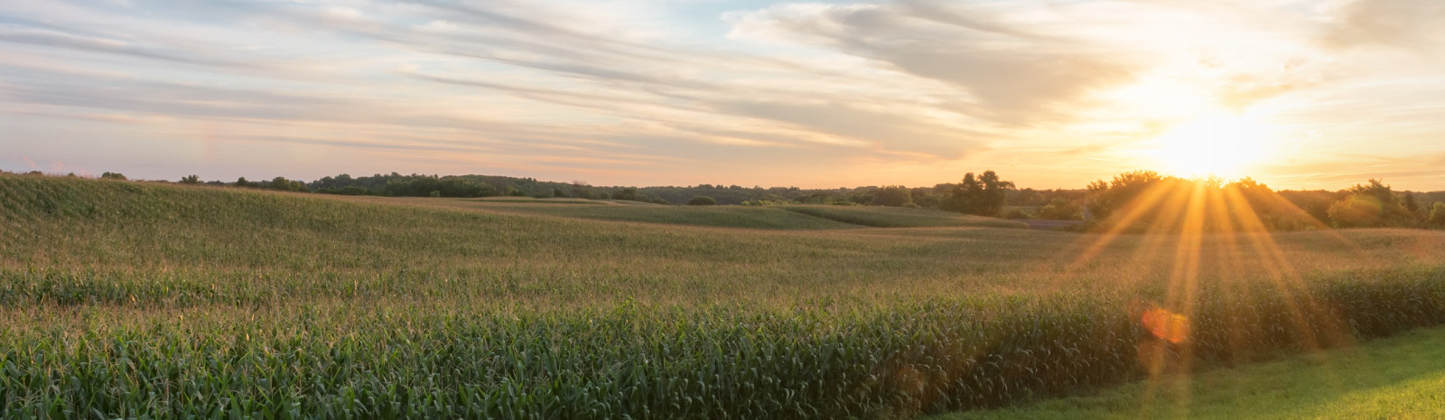 an evening sunset overlooking a corn field.
