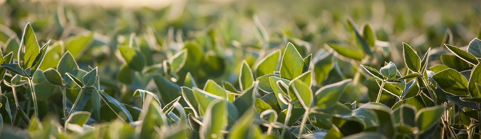 field full of crop leaves